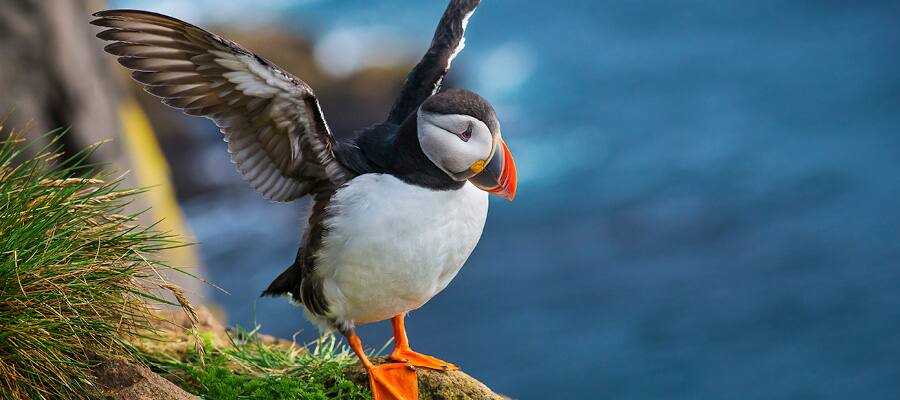En las excursiones en tierra, podrás avistar frailecillos y muchas otras especies de aves.